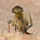 Imagen para el artículo titulado Aquí están por fin las fotos de animales más cómicas de 2020